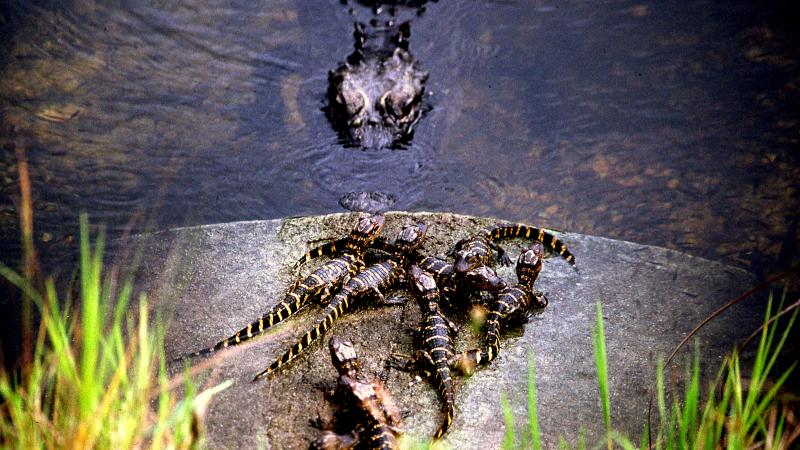 A mother alligator keeps watch over her babies.