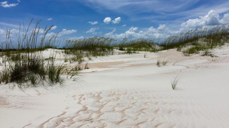 Anastasia State Park Dunes