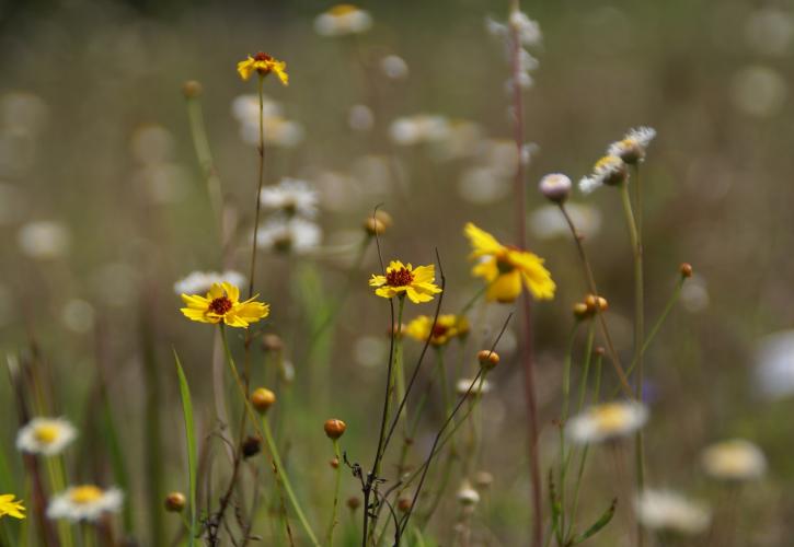 Yellow, wispy flower blooming in the groundcover 