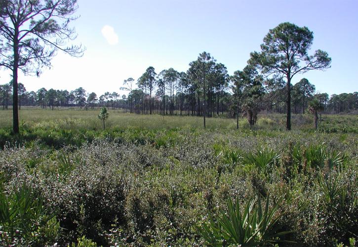 Vista of green vegetation and pines trees 