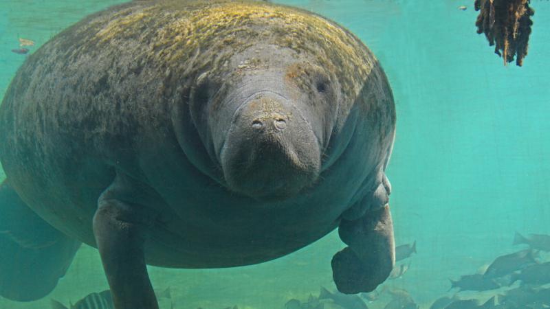 Manatee at Homosassa Springs