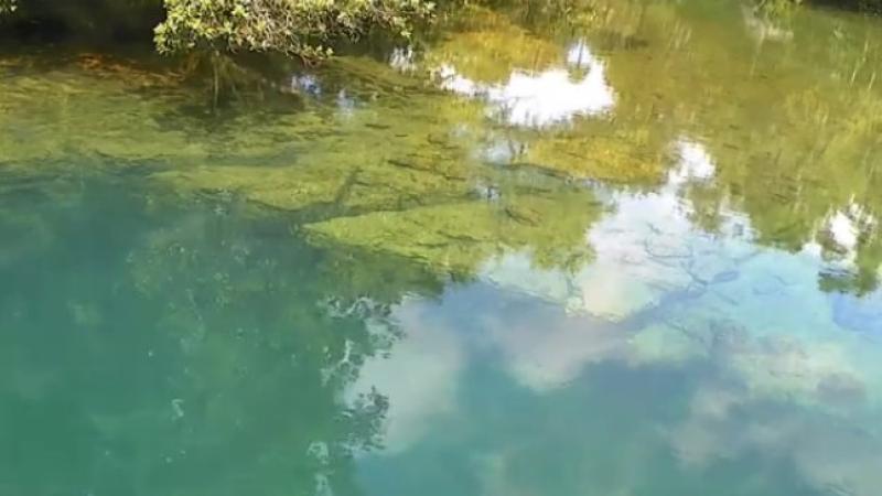 Watch this video to see if any manatees swim by.