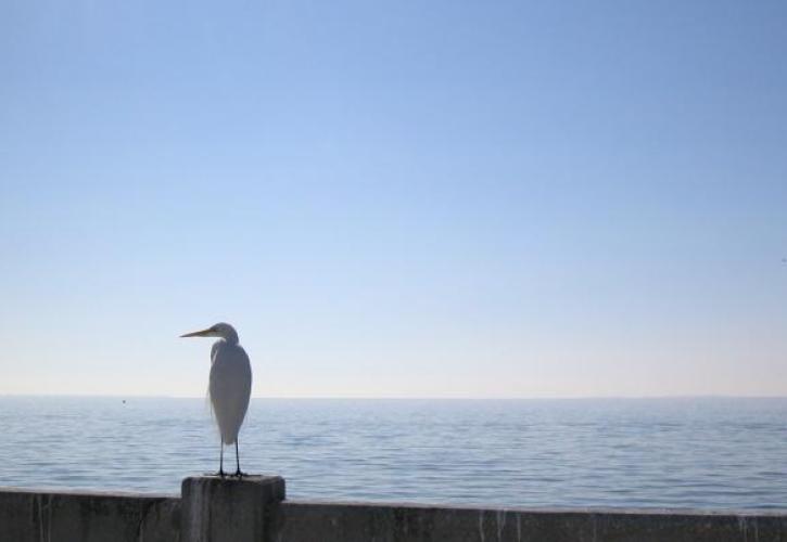 Skyway Fishing Pier Egret 